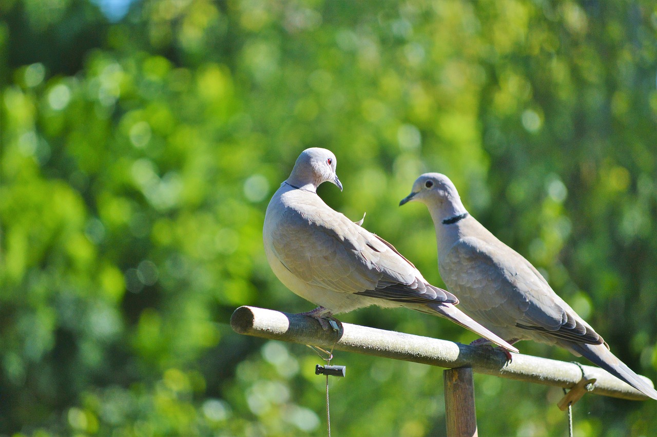 pigeons birds animal free photo