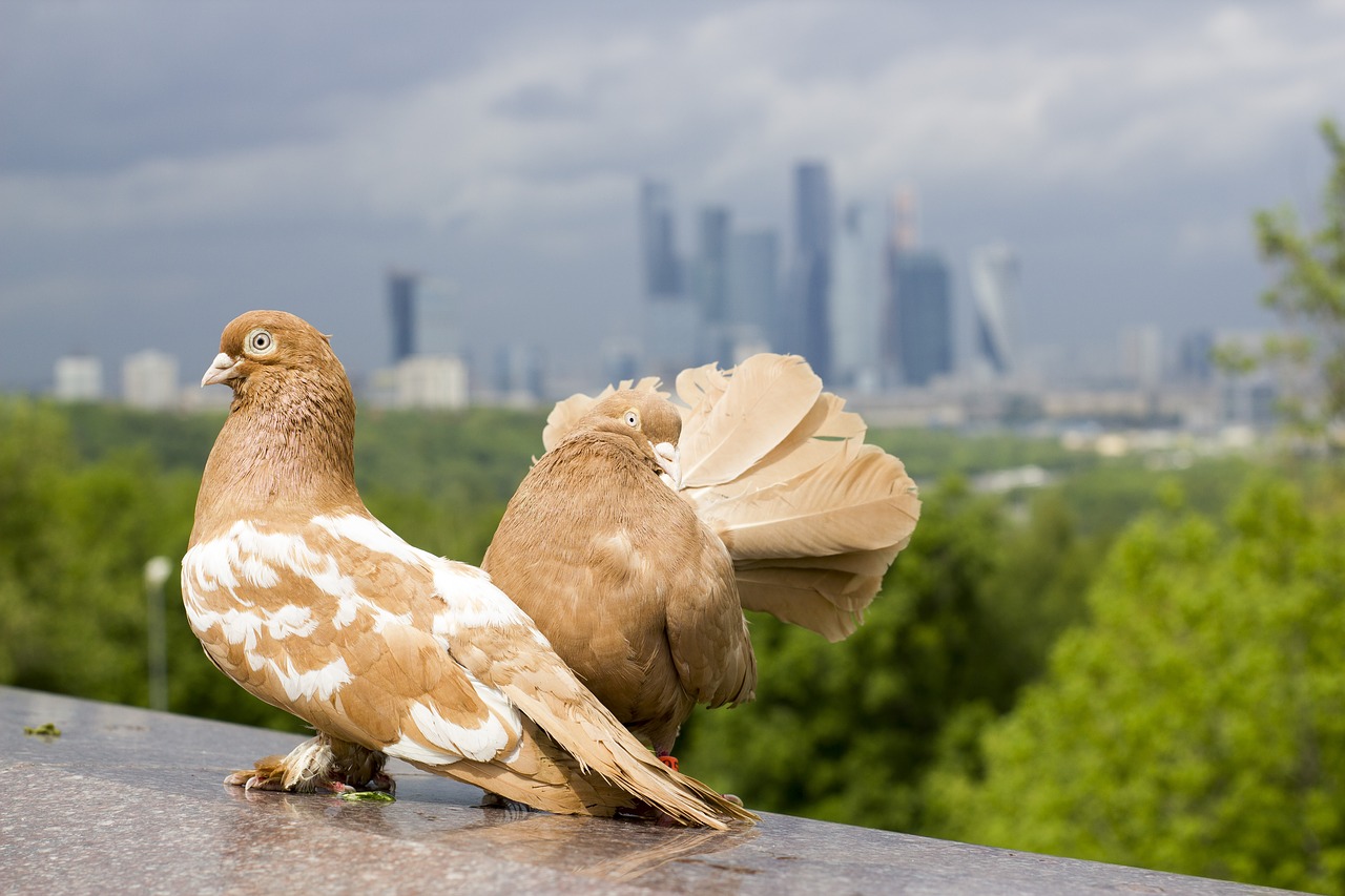 pigeons gloomy sky moscow free photo