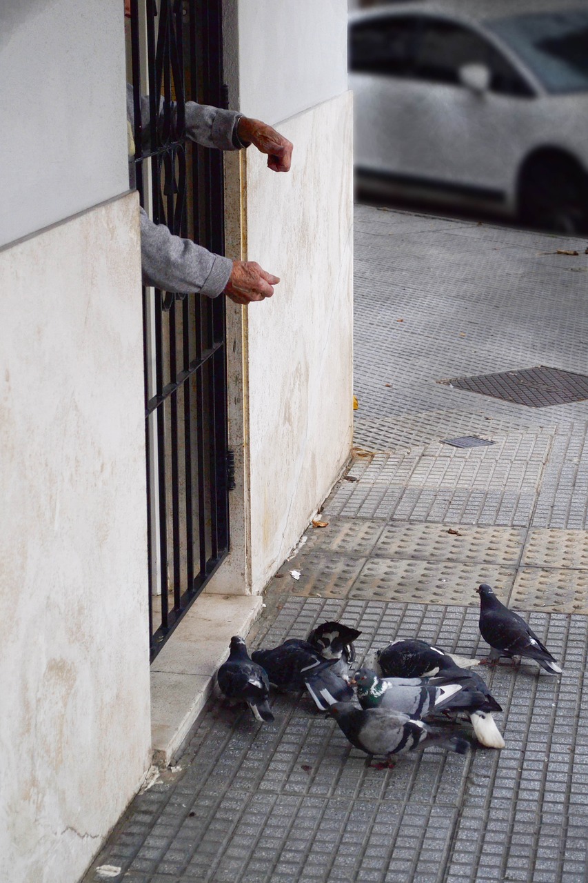 pigeons birds elderly free photo