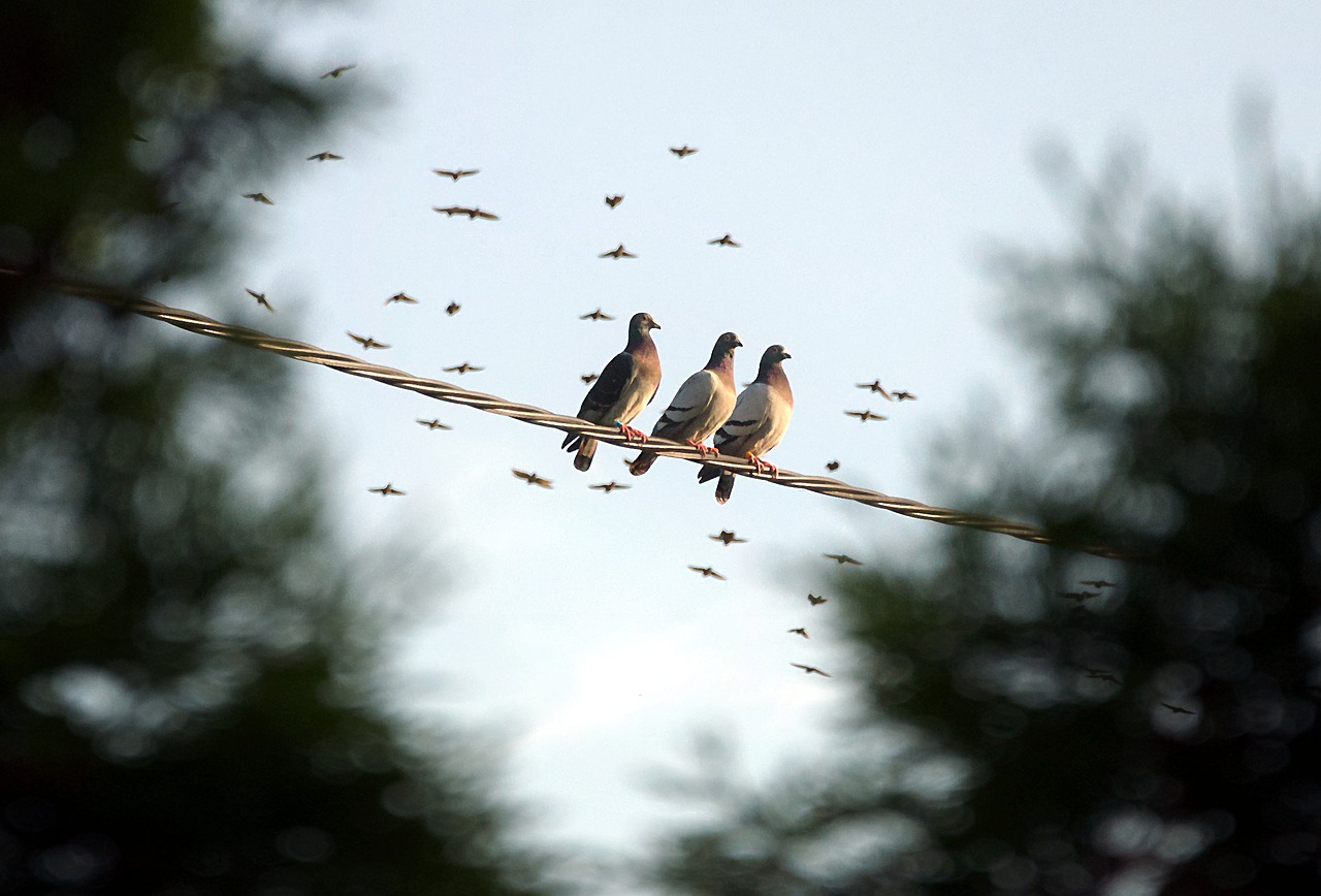 pigeons meeting birds free photo