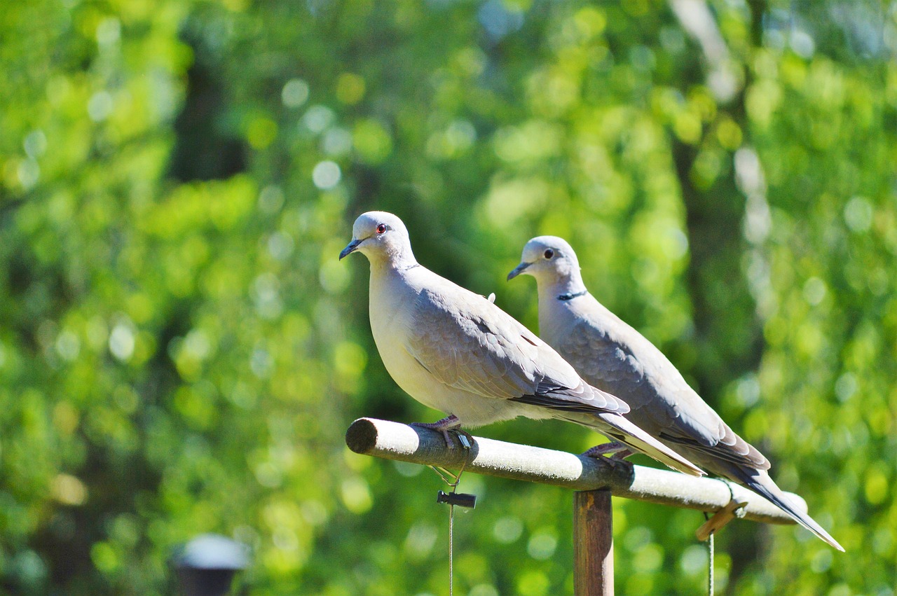 pigeons birds animal free photo