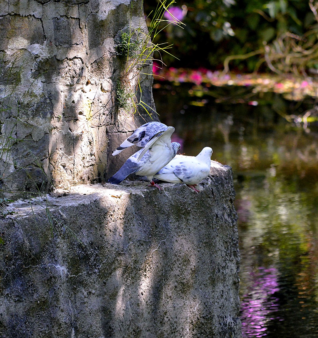 pigeons wall of paragraph sit free photo