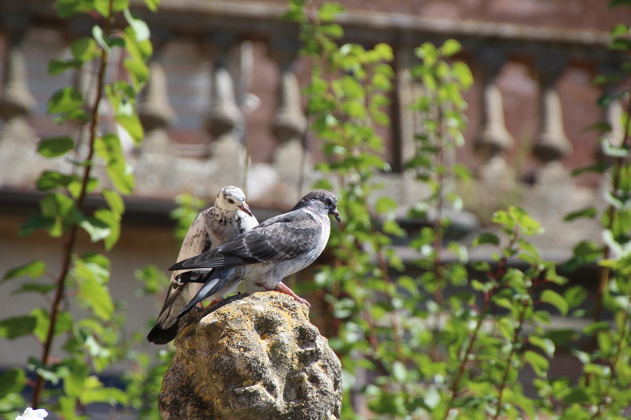 pigeons bird street deaf free photo