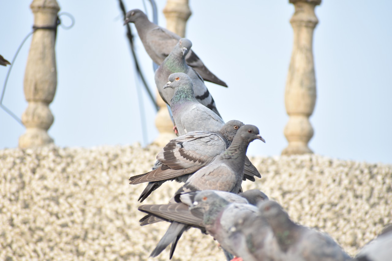 pigeons row of birds queue free photo