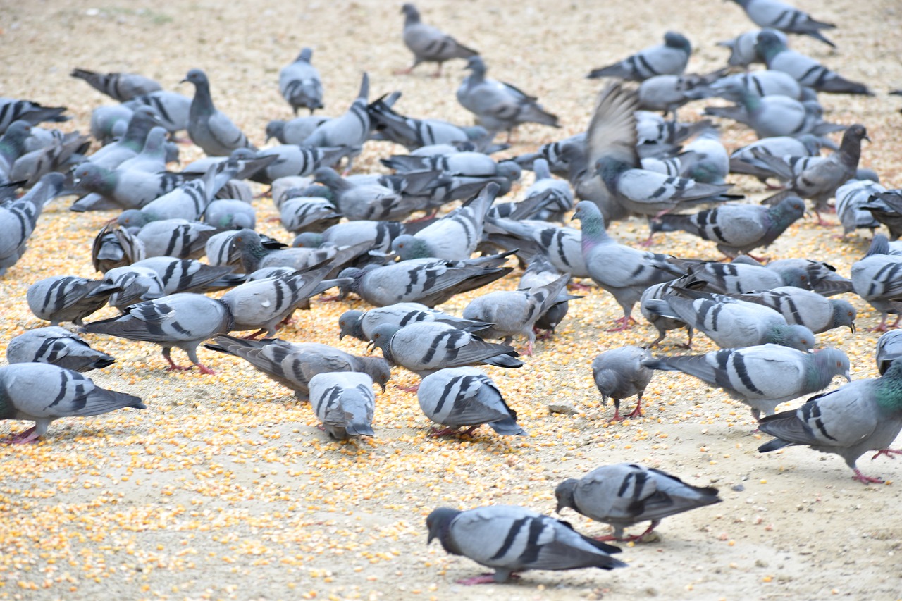 pigeons birds feeding birds free photo