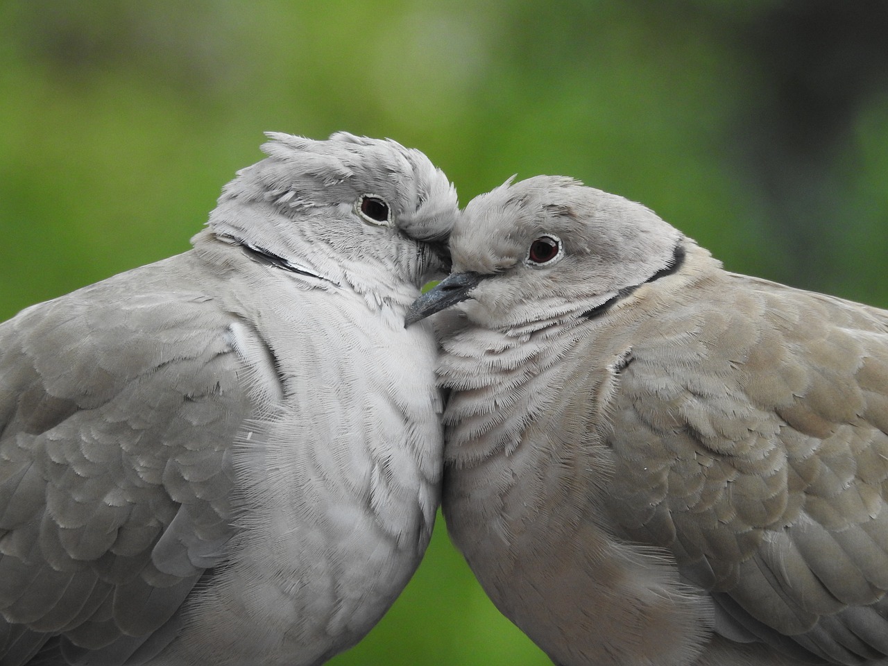 pigeons para sweethearts free photo