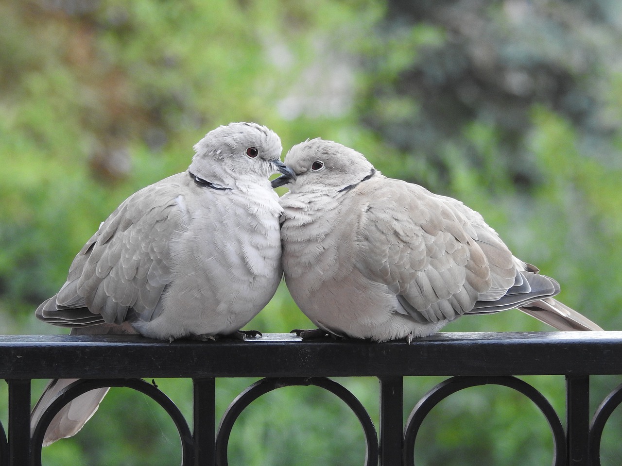 pigeons para sweethearts free photo