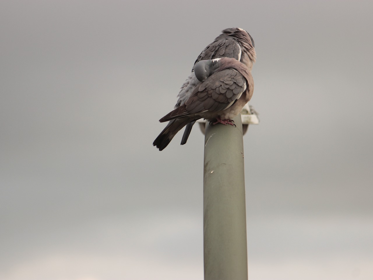 pigeons birds city pigeon free photo