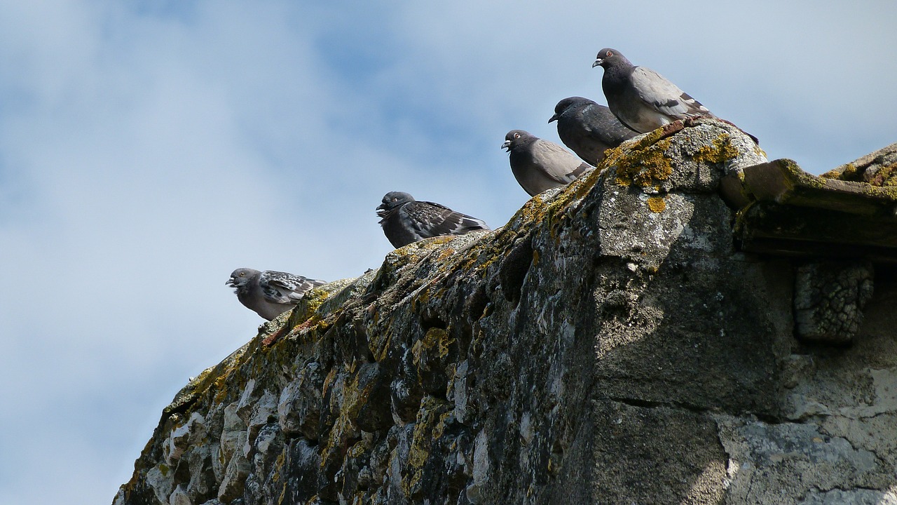 pigeons birds wall free photo
