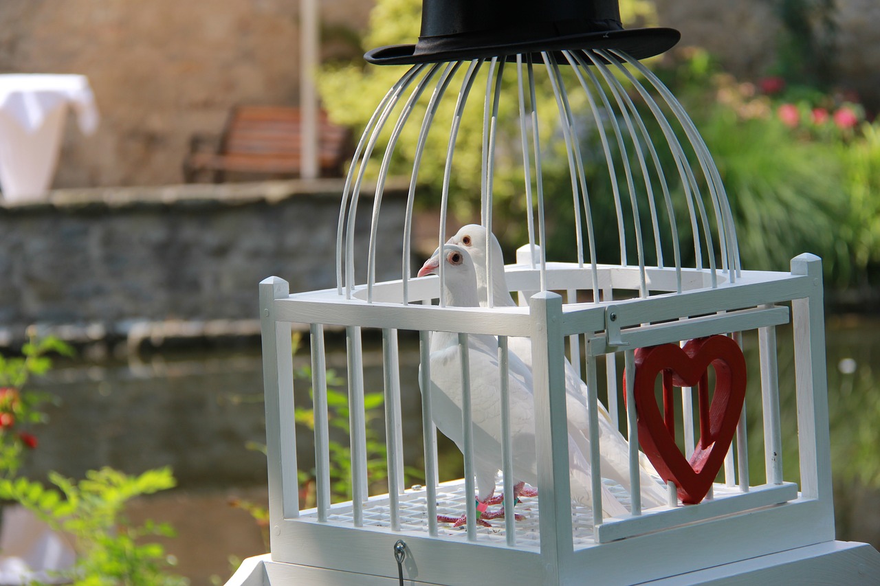 pigeons wedding doves love doves free photo