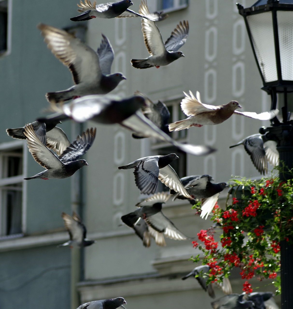 pigeons birds fly free photo