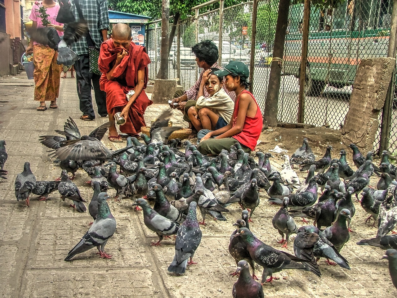 pigeons burma monk free photo