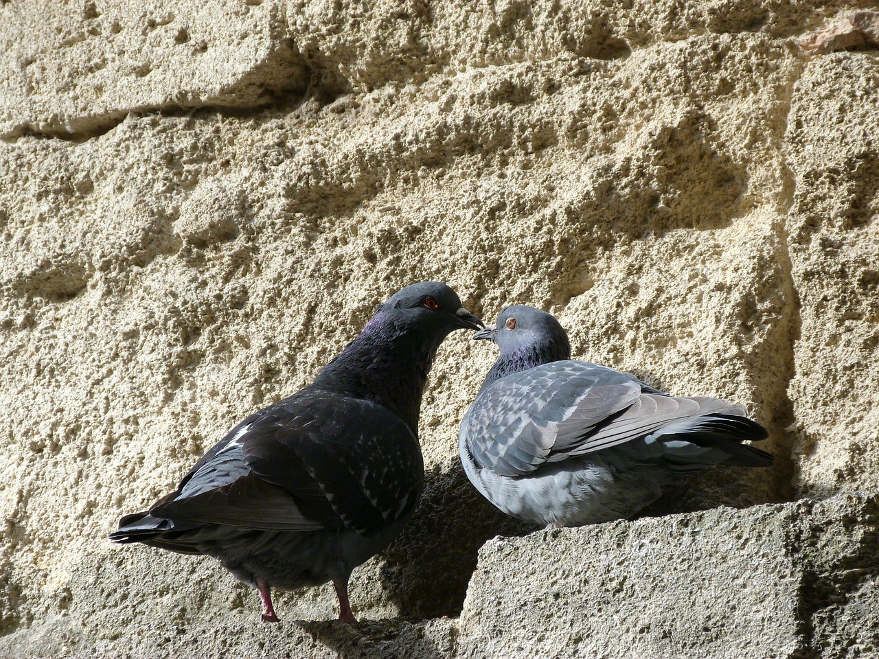 pigeons birds couple free photo