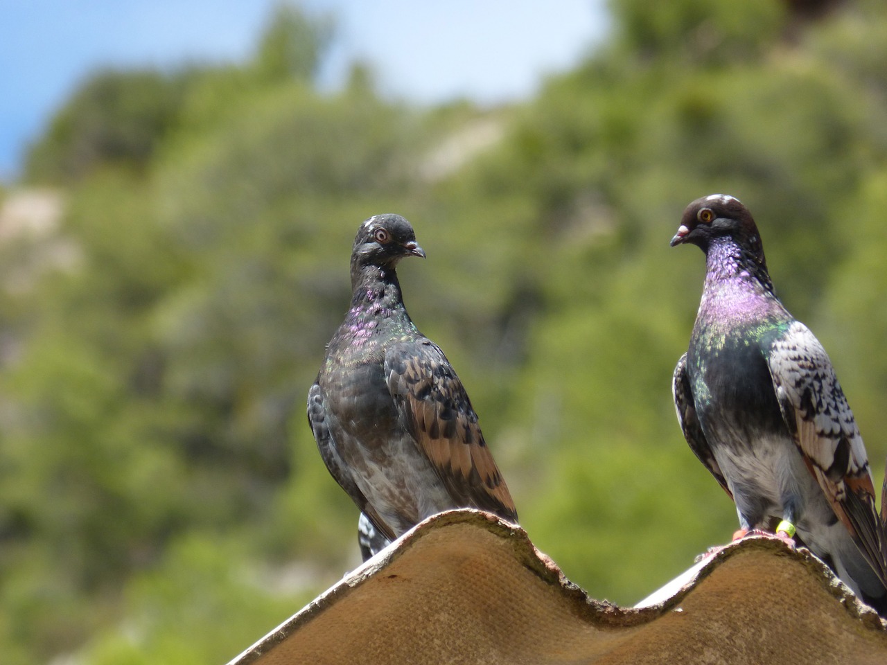 pigeons couple uralita free photo