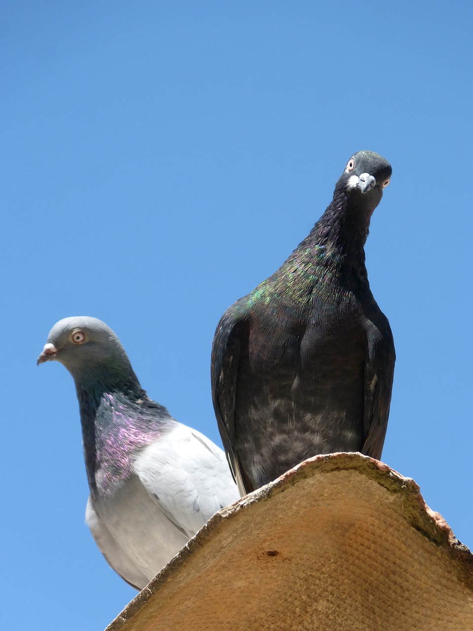 pigeons couple lookout free photo