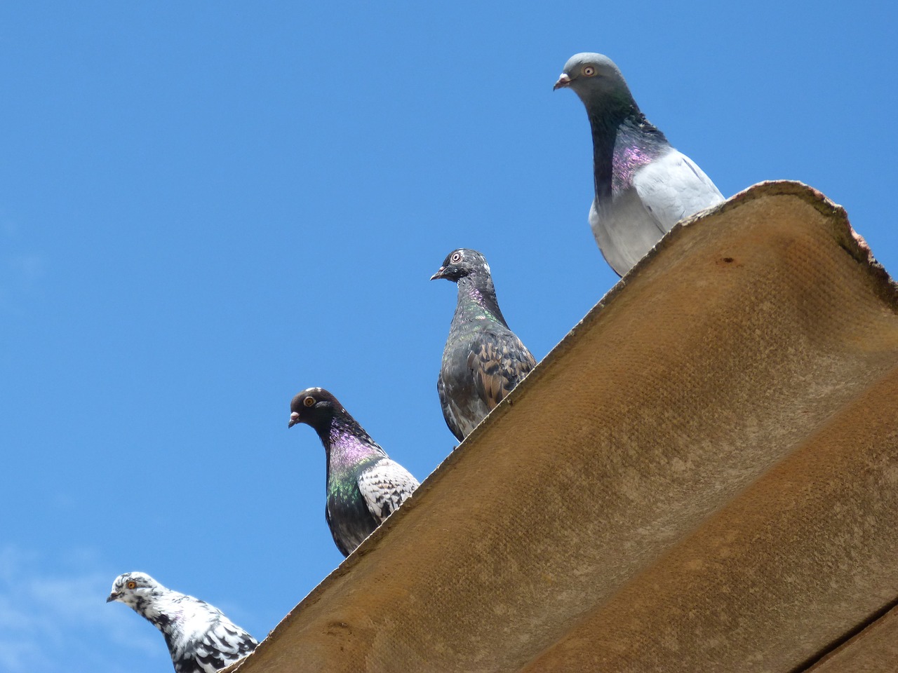 pigeons quartet lookout free photo