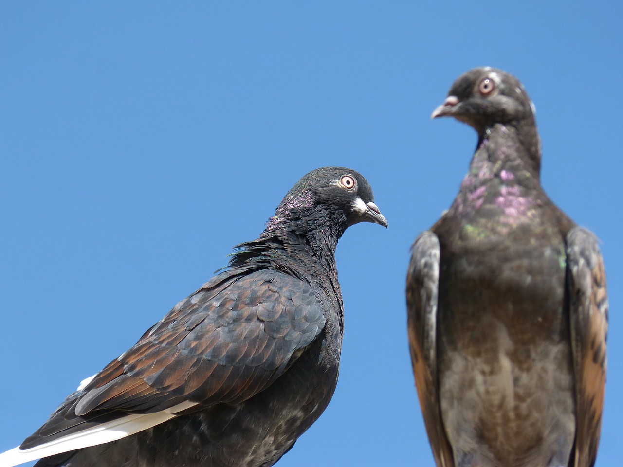 pigeons paloma couple free photo