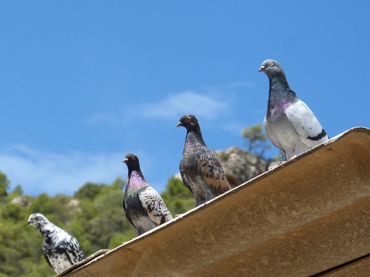 pigeons paloma quartet free photo