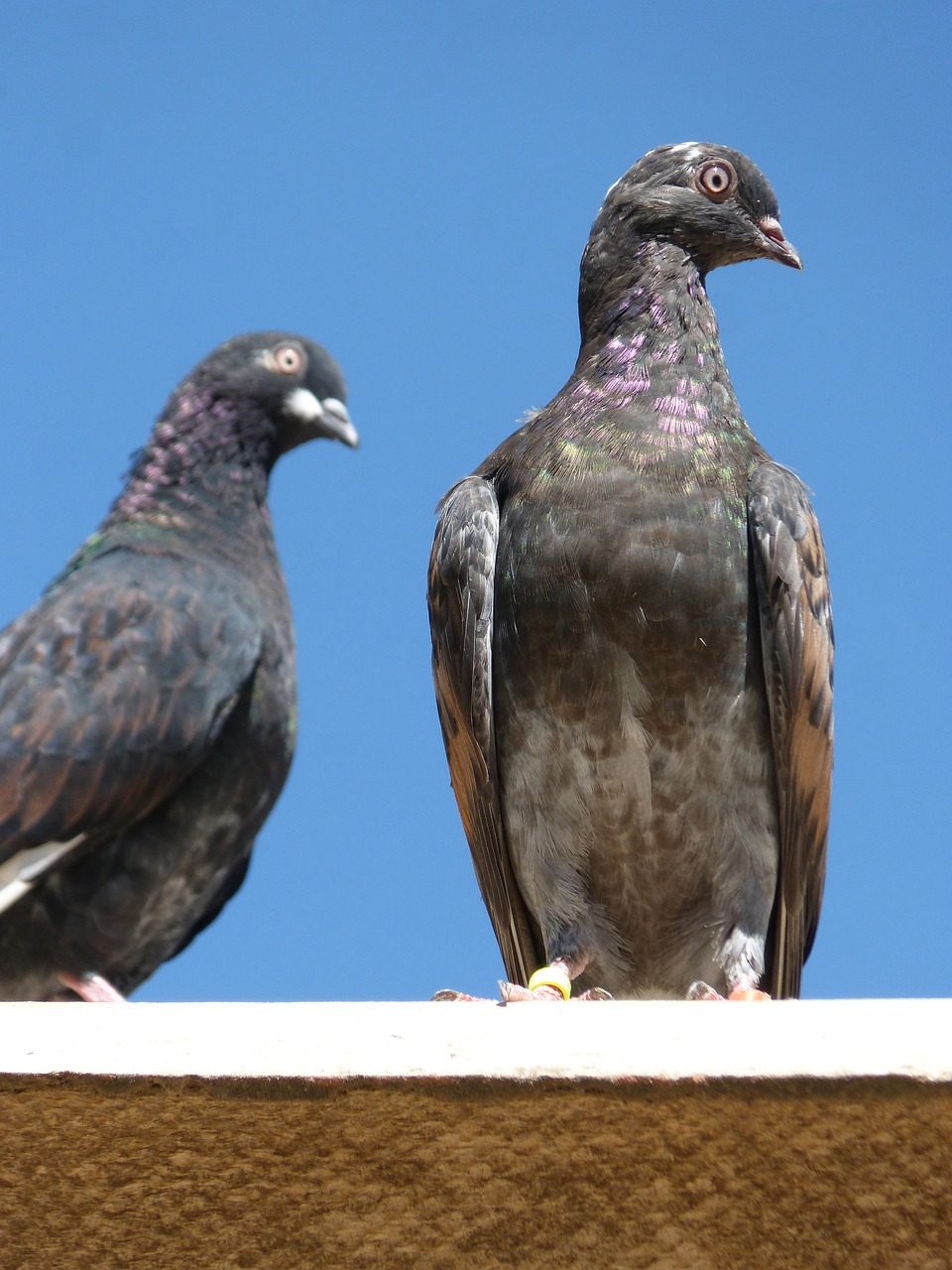 pigeons couple lookout free photo