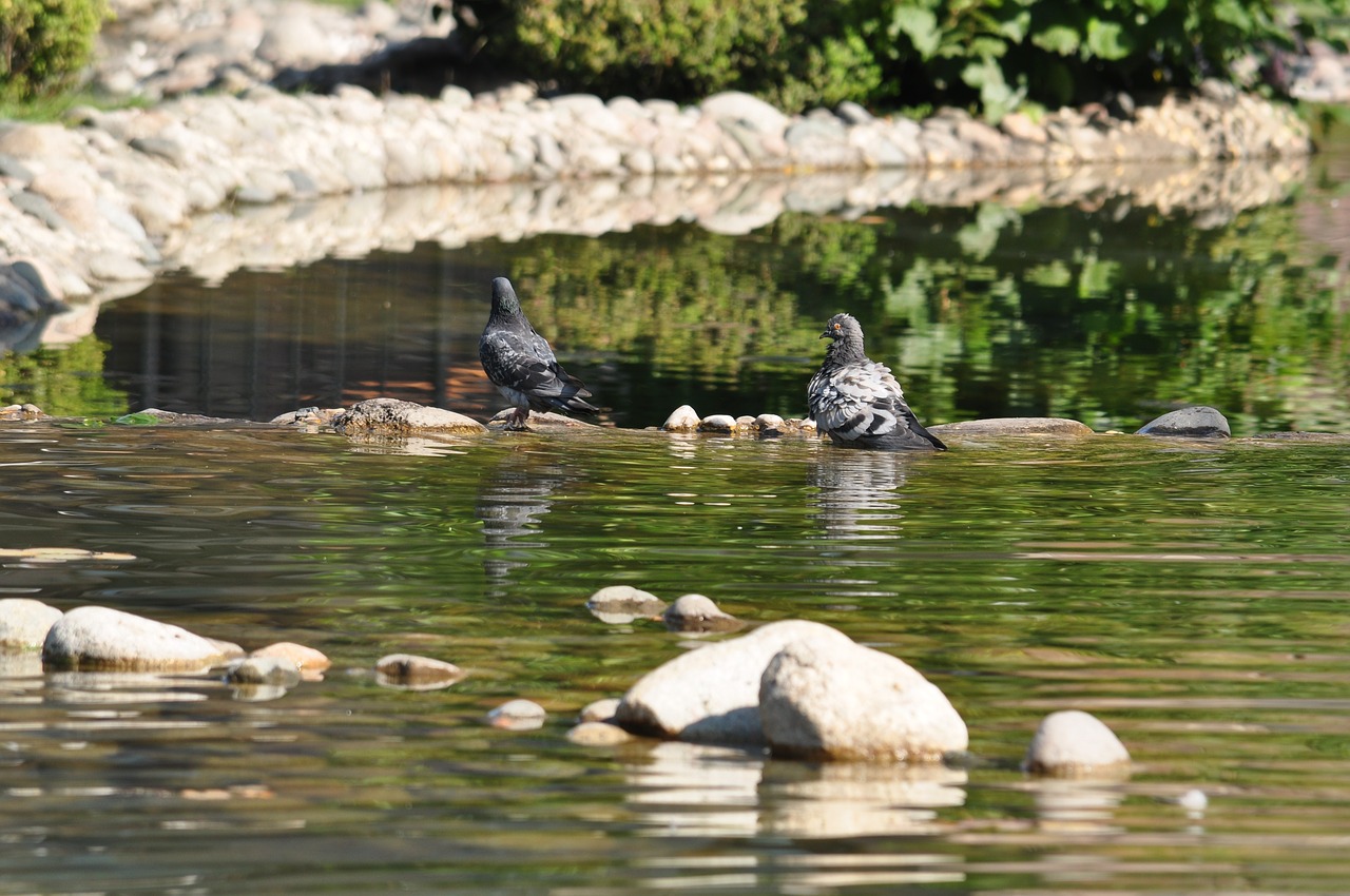 pigeons park autumn free photo