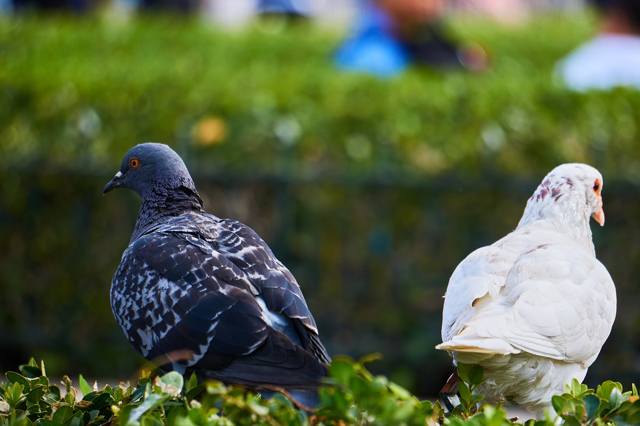 pigeons differences opposites free photo