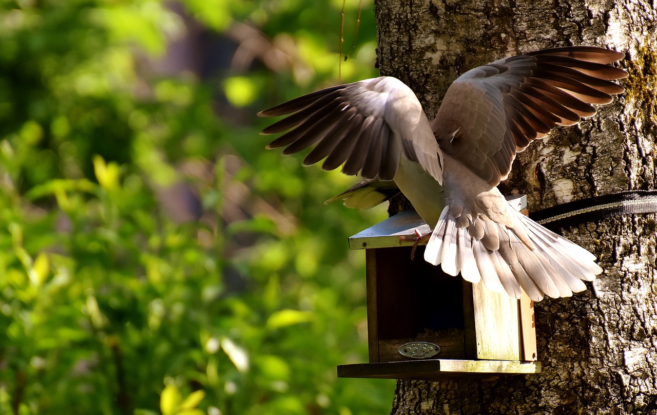 pigeons bird food free photo