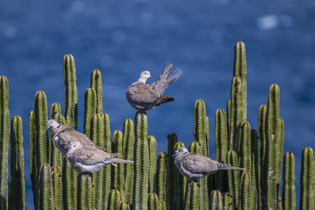 pigeons cactus sea free photo