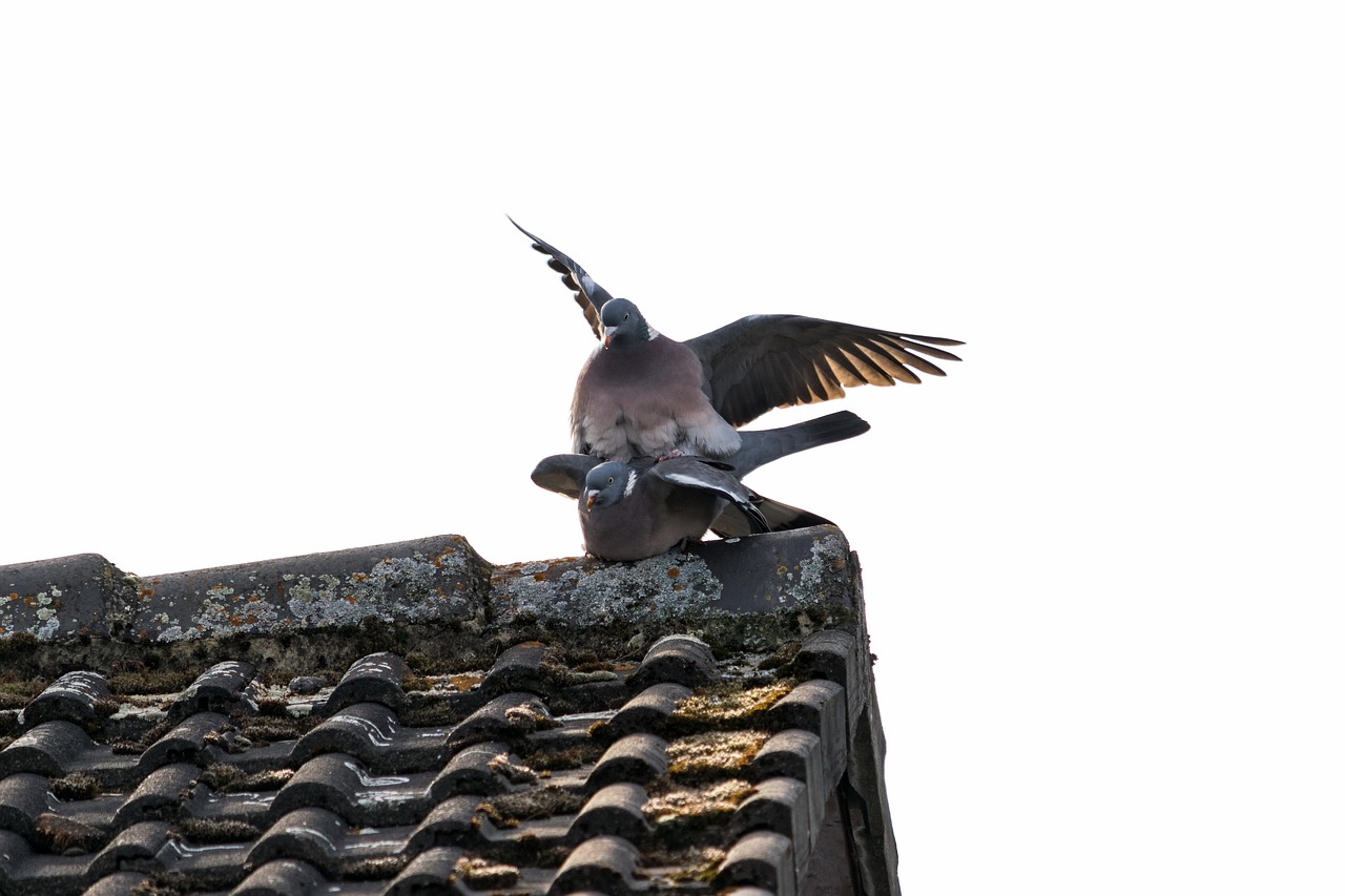 pigeons birds bird free photo