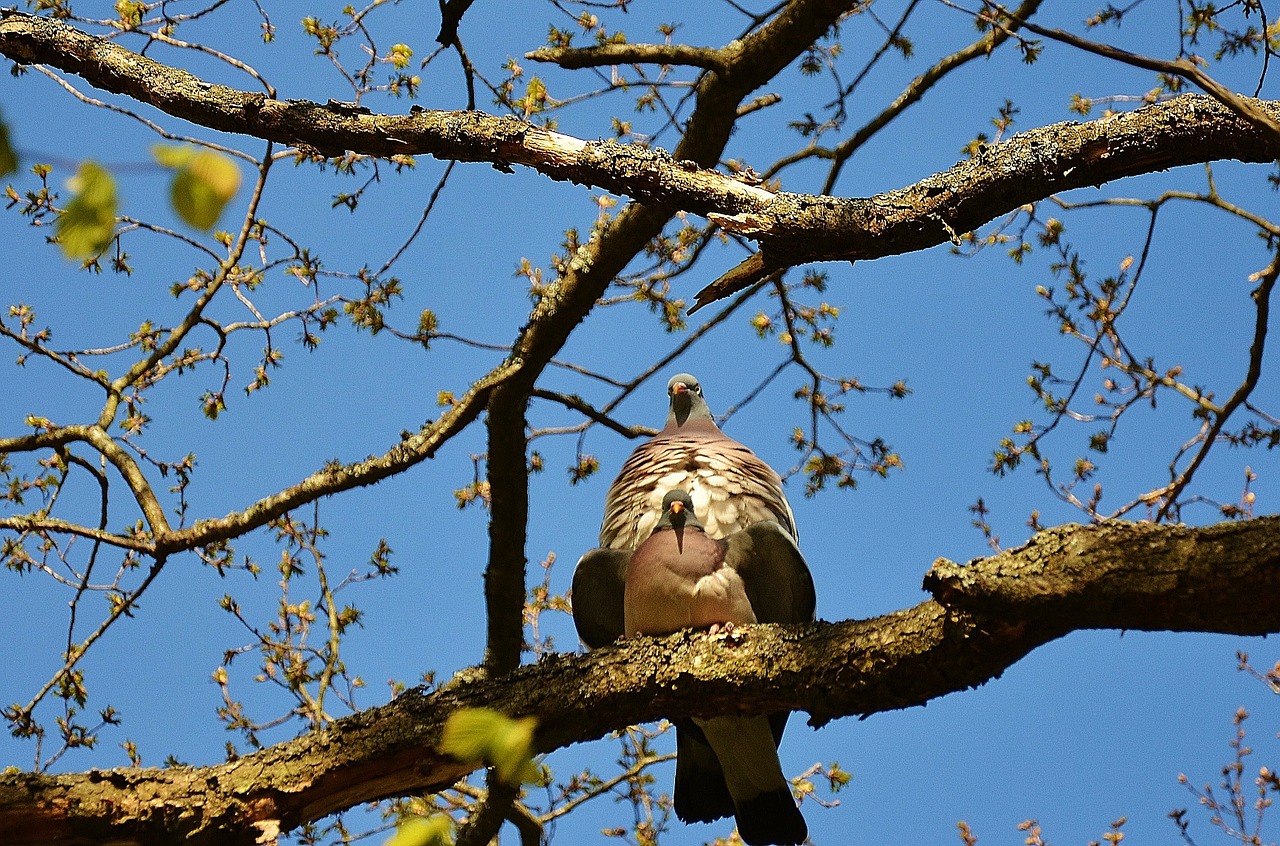 pigeons couple pair free photo