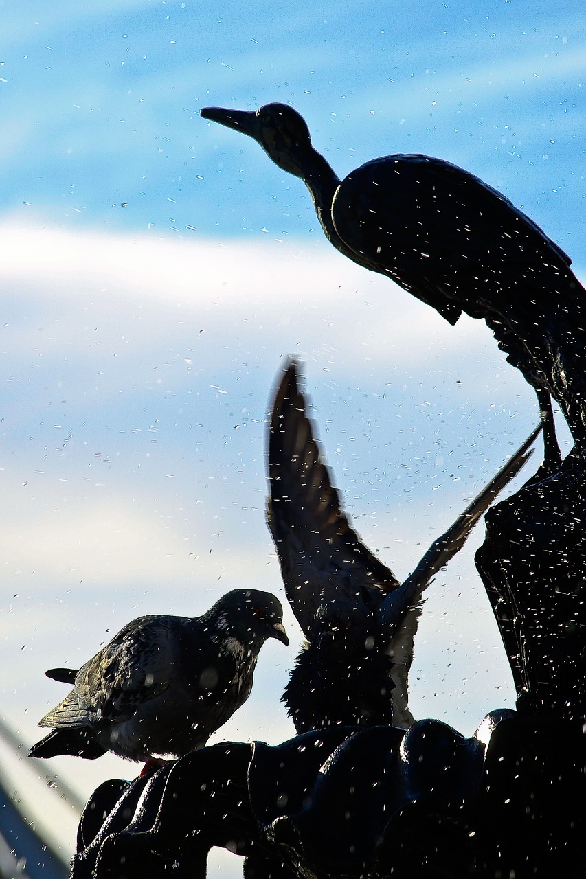 pigeons wings birds free photo