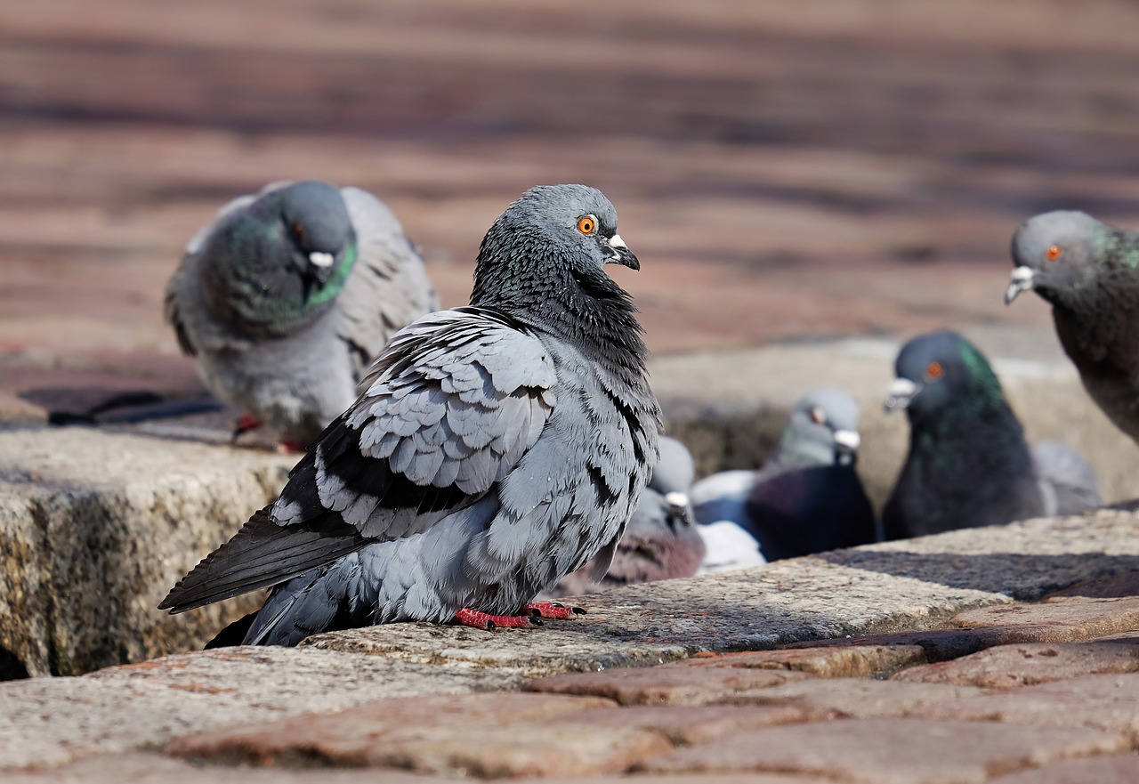 pigeons city pigeons paddling free photo