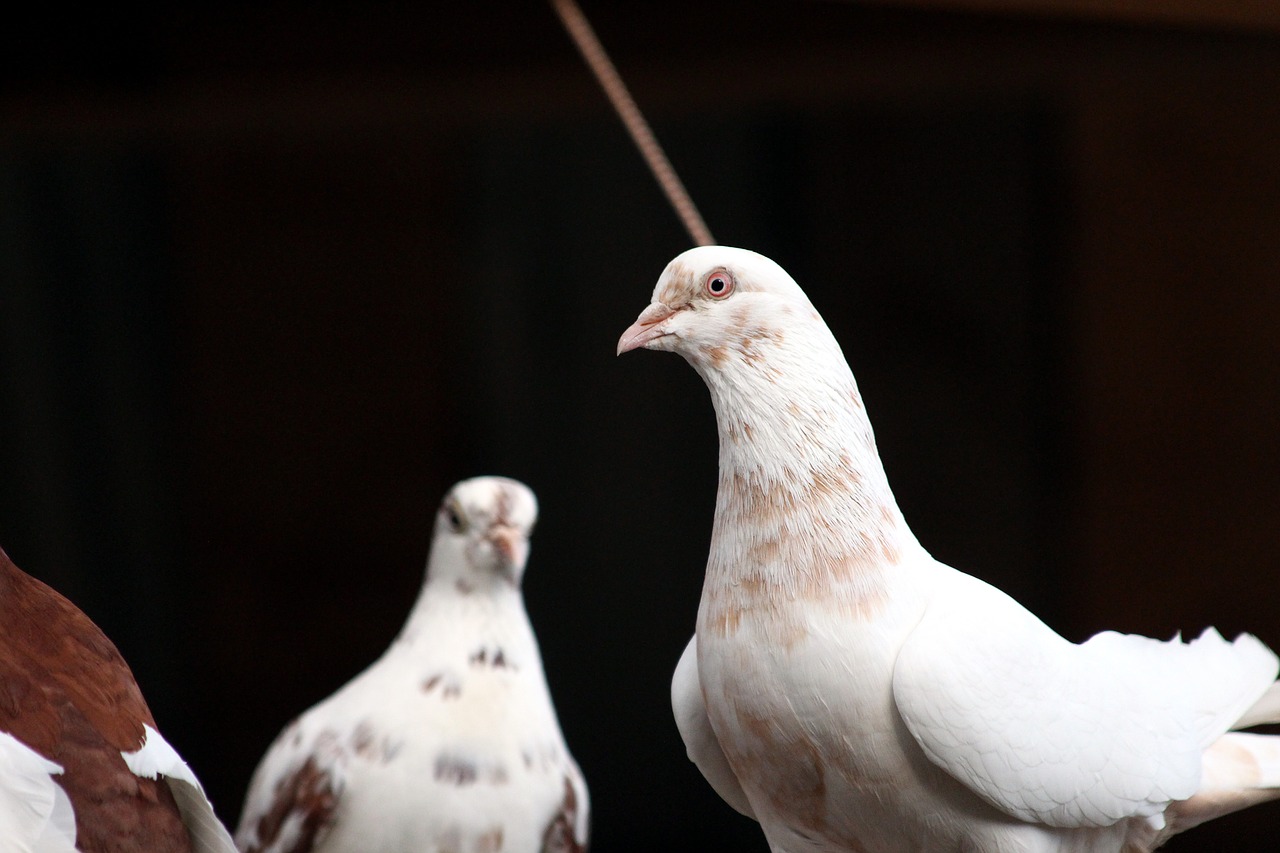 pigeons  bird  no one free photo