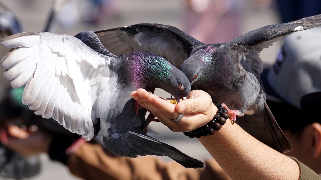 pigeons  feed  hand free photo