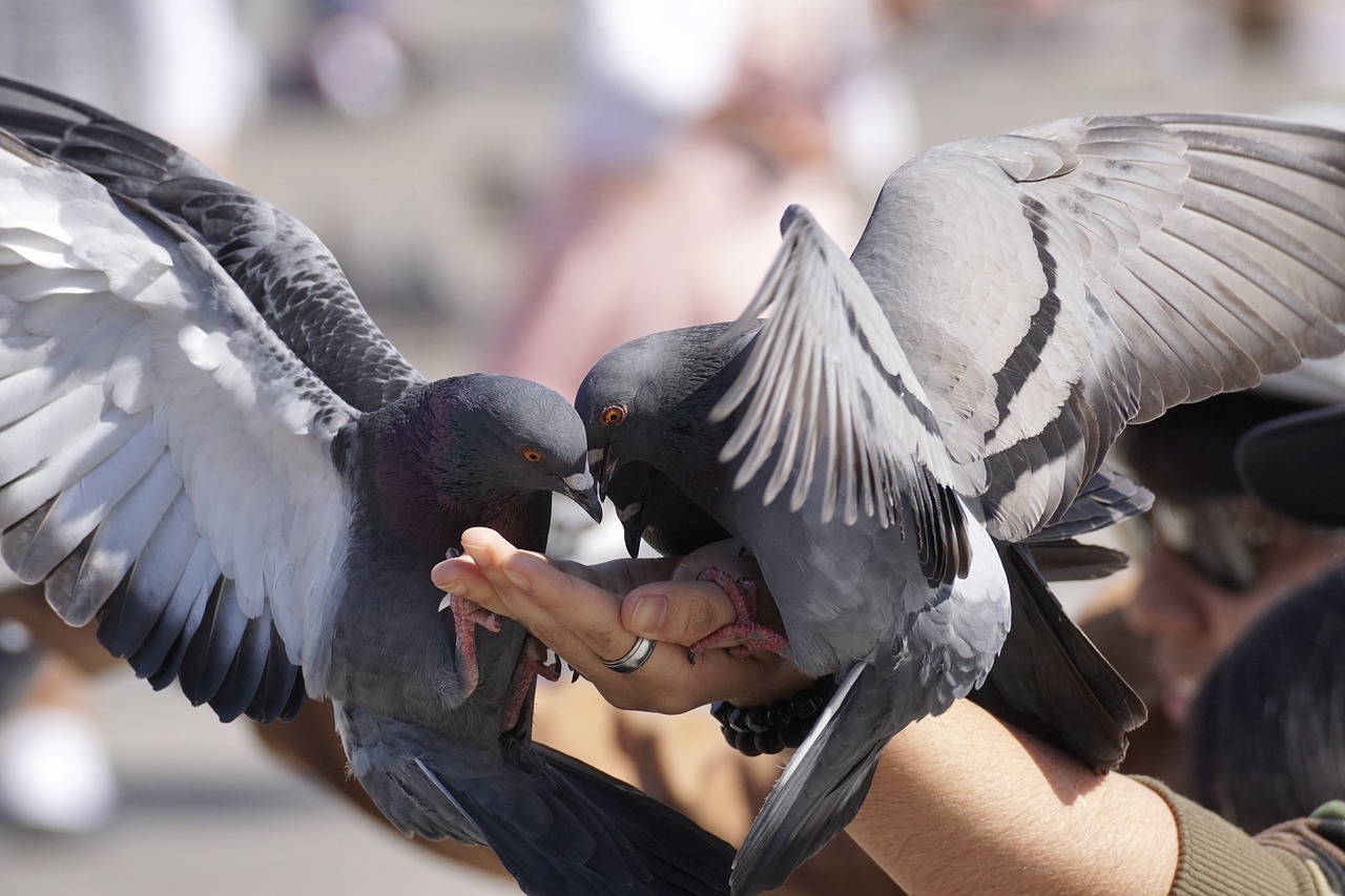 pigeons  feed  hand free photo