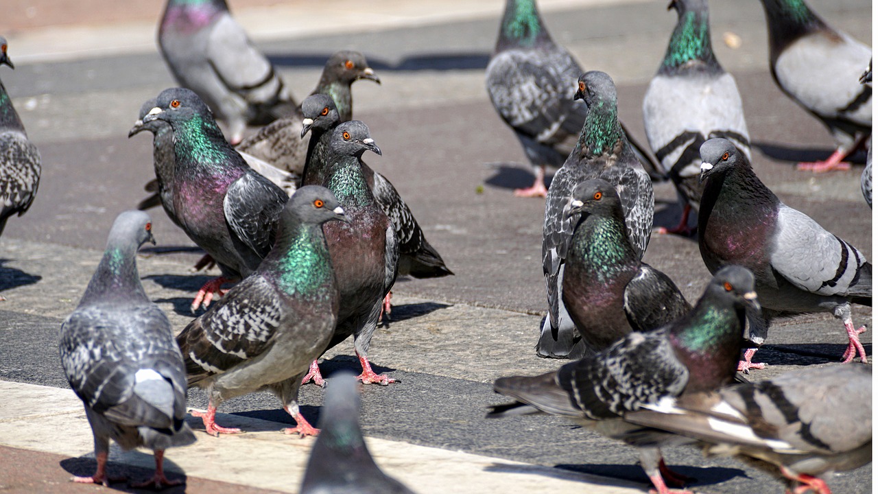 pigeons  feed  flying free photo