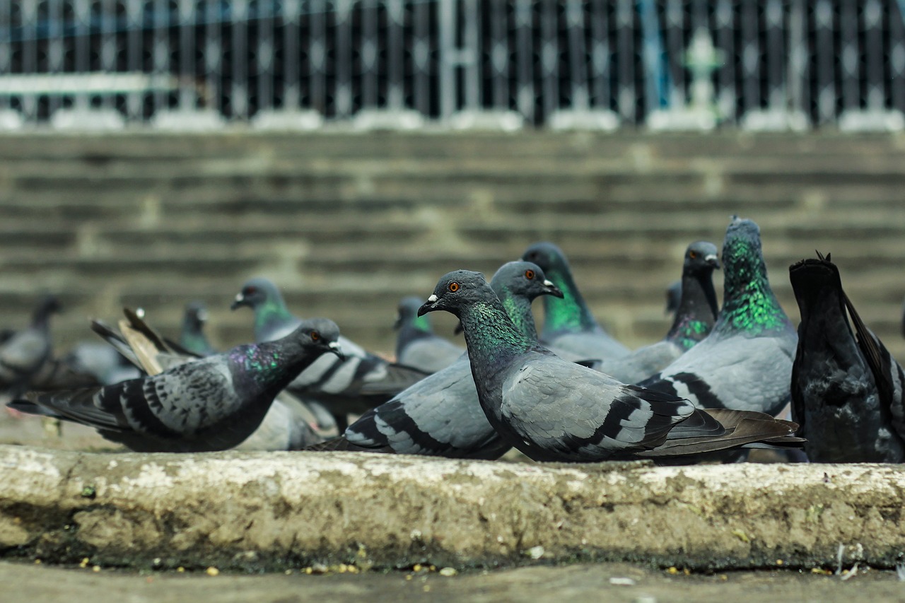 pigeons  bird  india free photo
