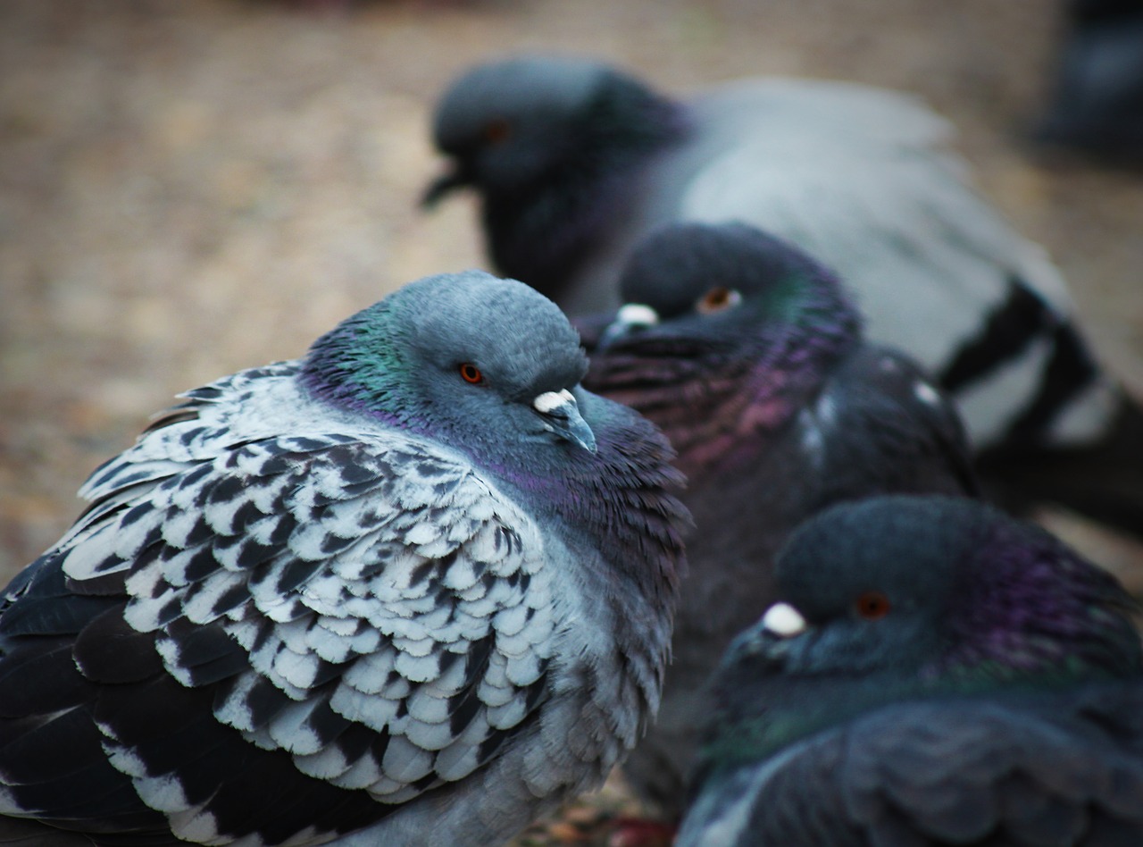 pigeons  feathers  ave free photo