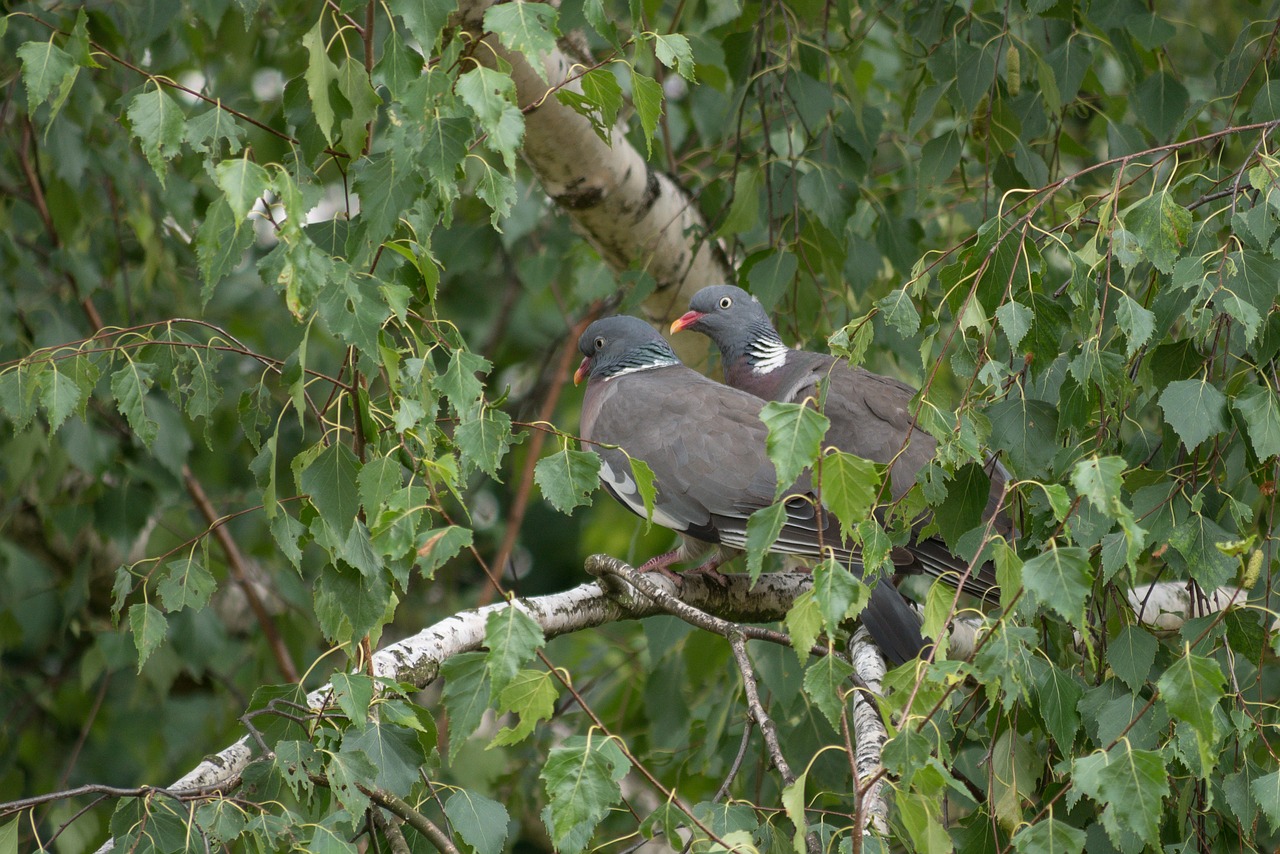 pigeons  birds  animal free photo