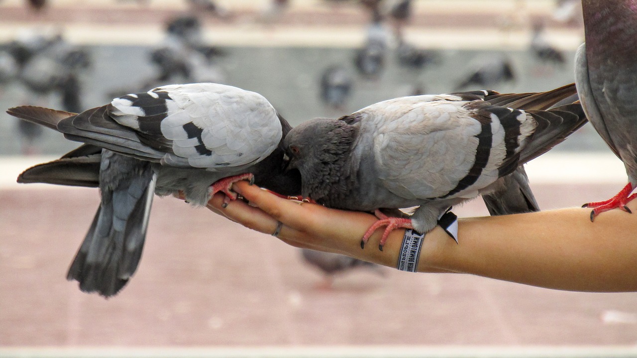 pigeons  birds  animals free photo