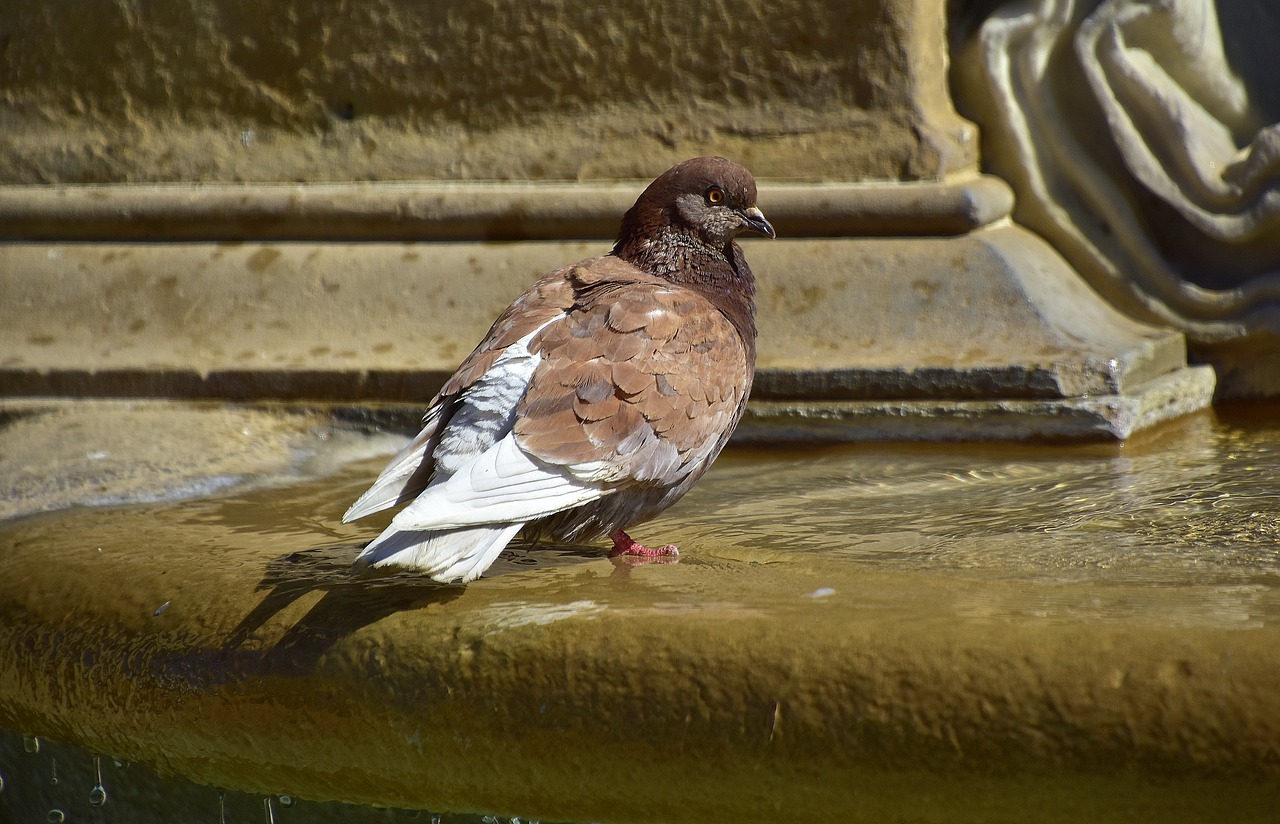 pigeons  water  nature free photo