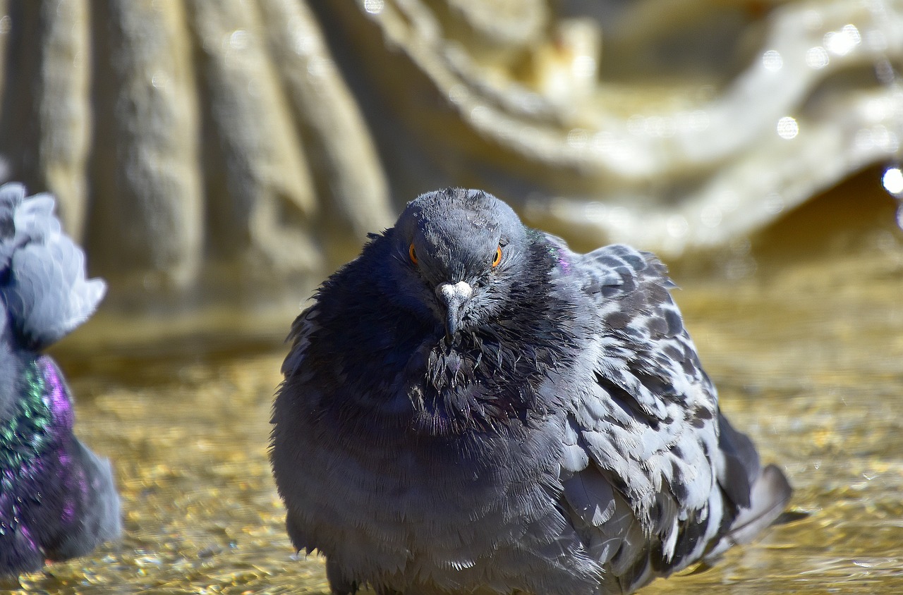 pigeons  water  nature free photo