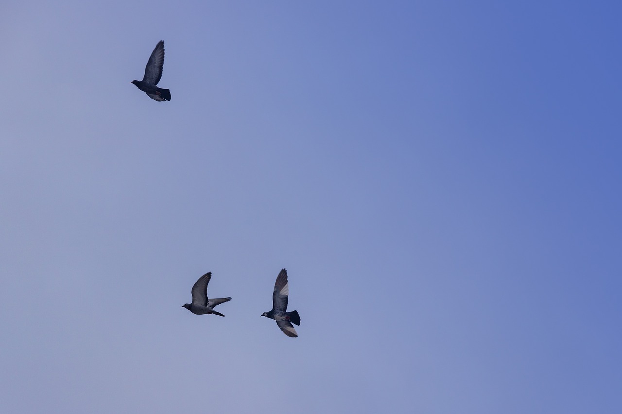 pigeons  flying  sky free photo