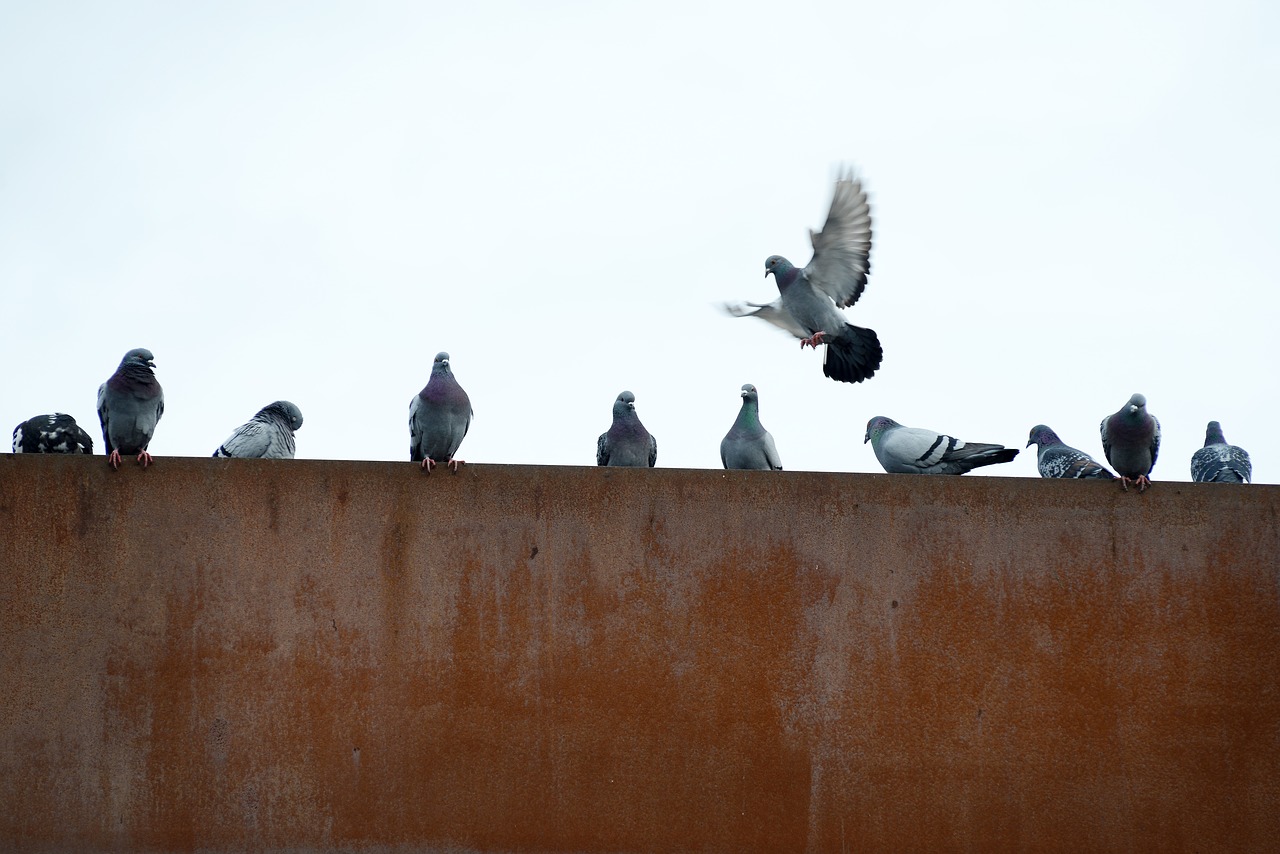 pigeons  rusty  city free photo