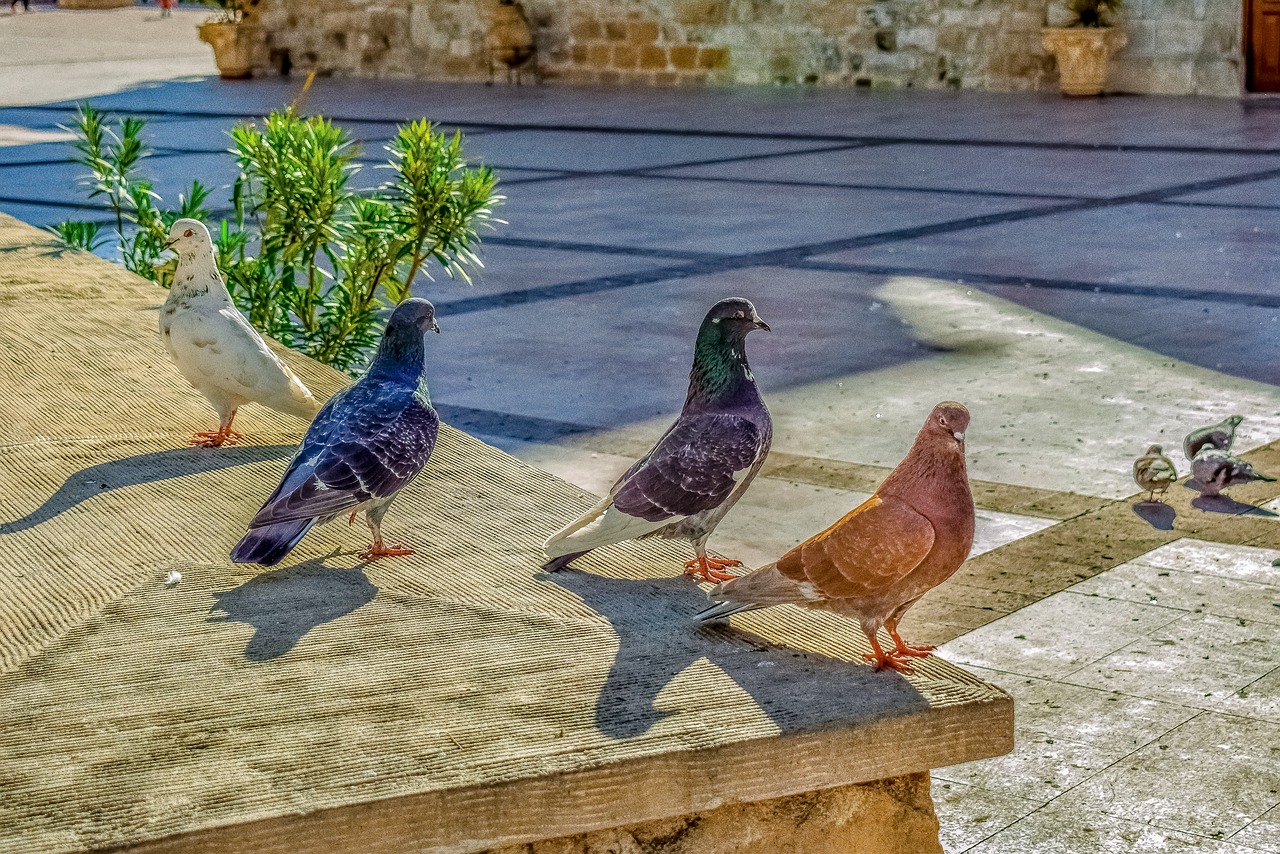 pigeons  square  posing free photo