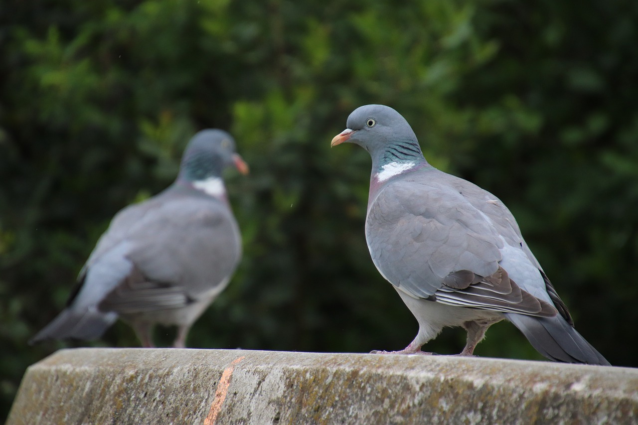 pigeons  birds  ornithology free photo