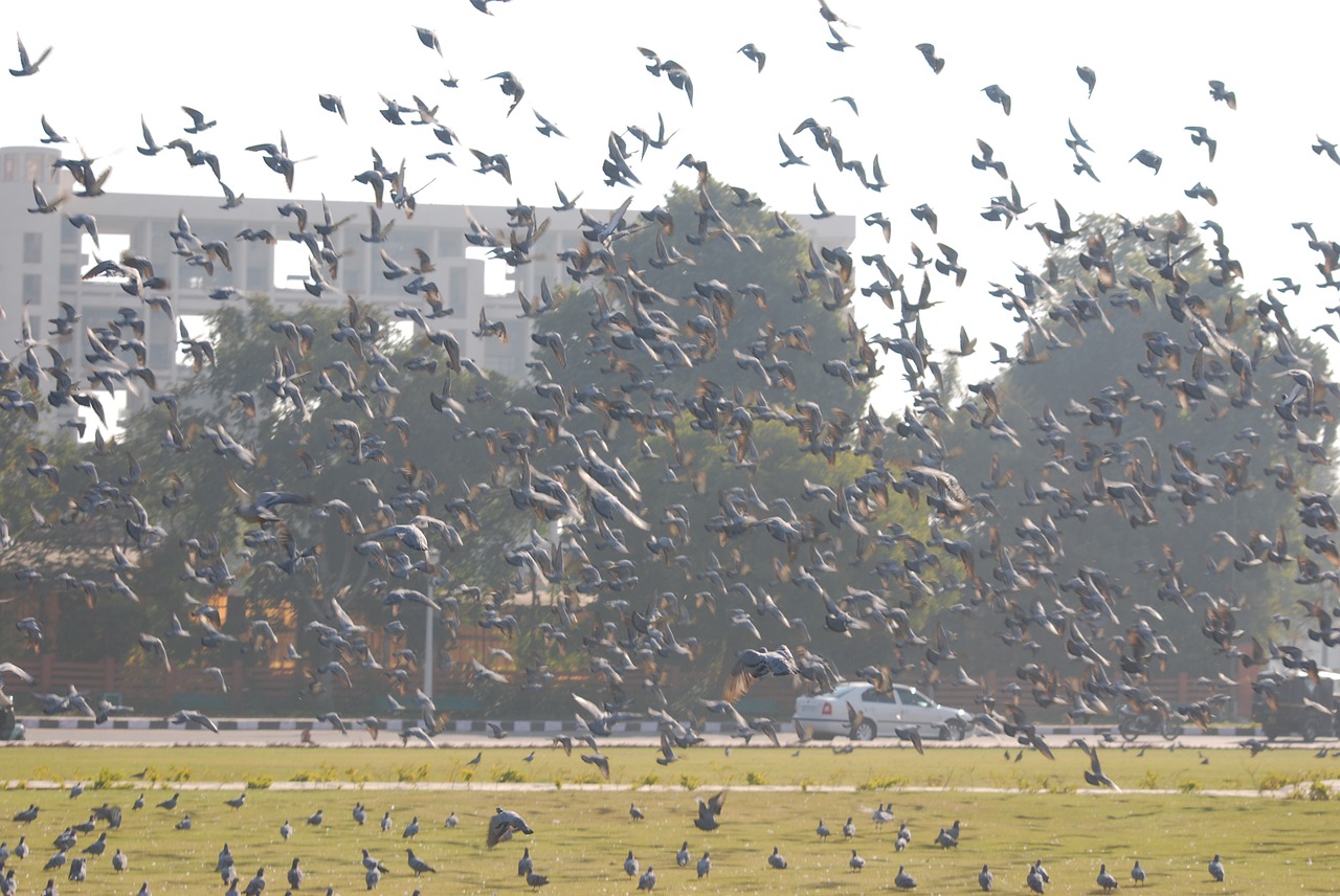 pigeons  fly  scatter free photo