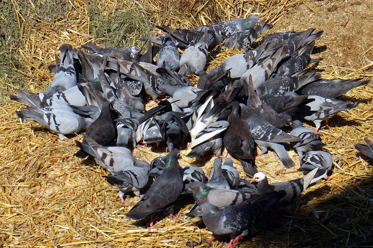 pigeons swarm eating free photo
