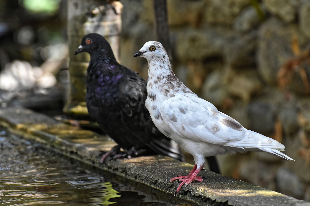pigeons  various  watering hole free photo