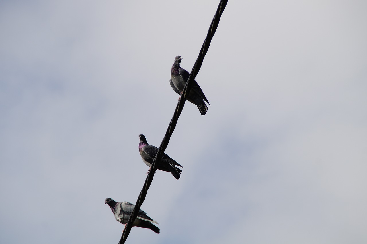 pigeons power line sit free photo