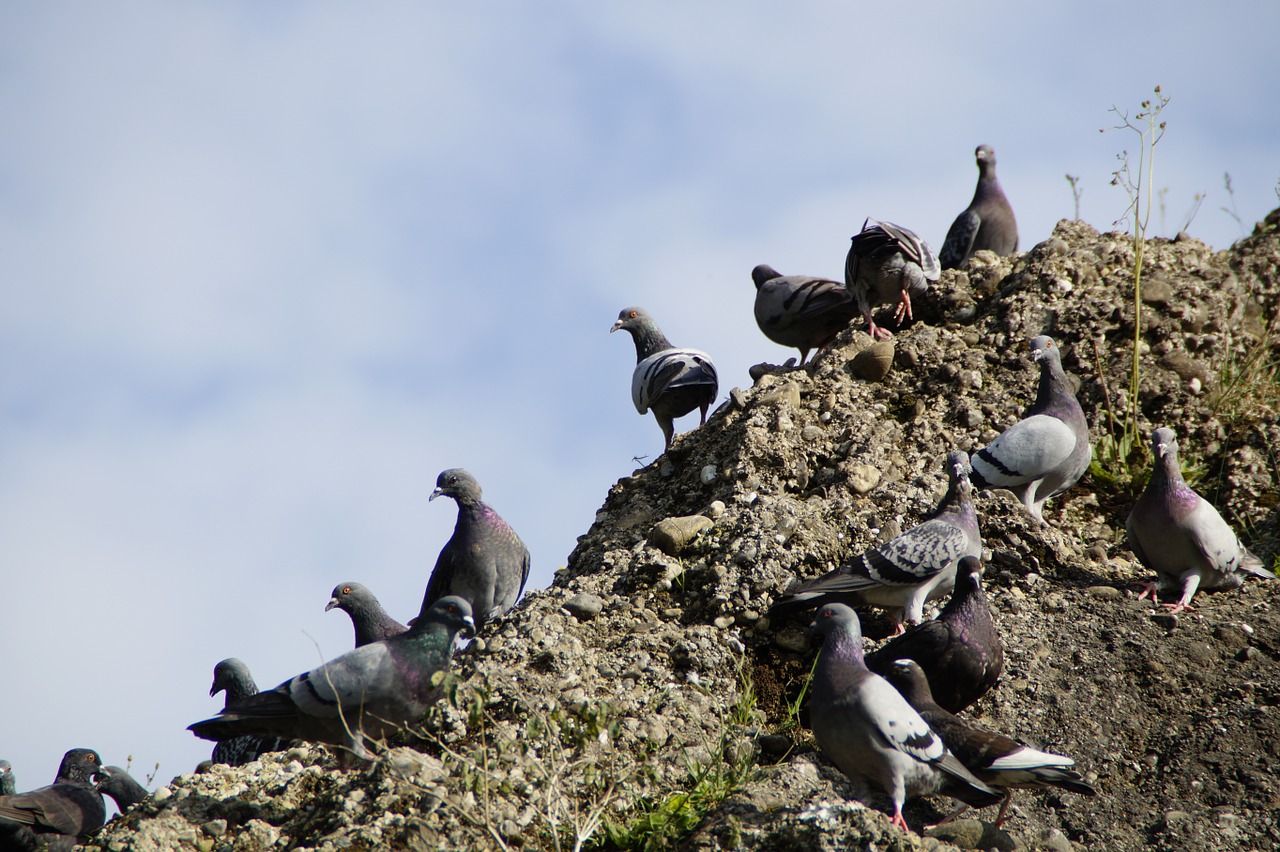 pigeons meeting many free photo